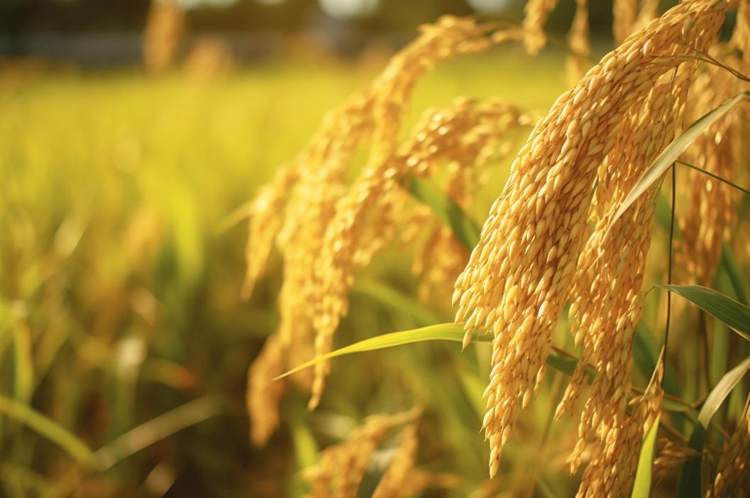 辽宁推动全省地膜回收率达到85% 2023农膜回收利用实施方案