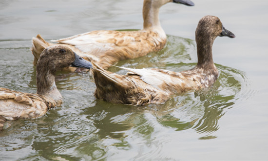 鸡鸭宰杀流水线产业发展现状及趋势预测分析