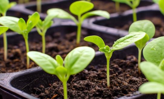 山东最大盆栽蔬菜生产商再冲港交所IPO 中国盆栽蔬菜行业发展现状2023