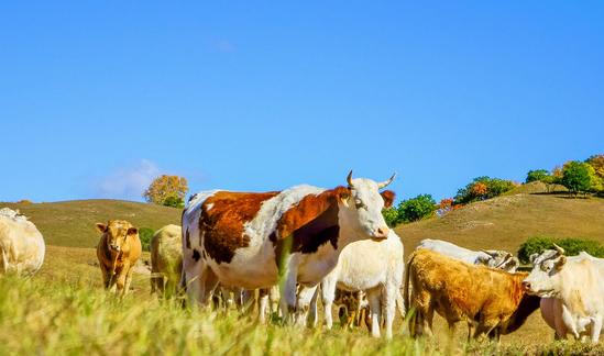 2022年中国牛冻精表观消费量高达4,617.0万剂 2023年中国牛冻精市场发展现状