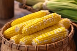 三季度畜禽饲料需求量下降 小麦饲用替代作用较明显