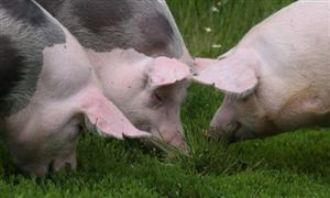 这里暴发严重非洲猪瘟疫情 大批生猪被扑杀 生猪养殖行业由亏转盈