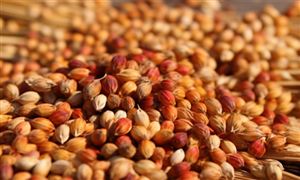 2023植物提取物行业分析：植物提取物在国内外均有巨大的发展空间和市场前景