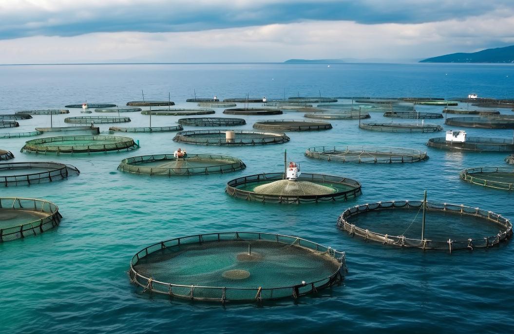 全国深远海养殖水体4398万立方米 深远海养殖设施装备建造给予补贴