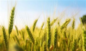 2023小麦市场现状 国标三等新小麦市场价格呈稳中上涨趋势