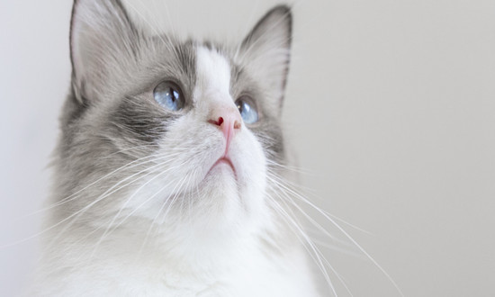 猫饲粮行业市场分析：增速快红利多，宠物行业增长新引擎