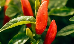 2023年辣椒种植行业市场发展现状分析：市场需求不断增加 产业发展前景广阔