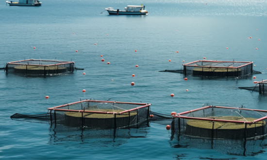 加快建设国家“蓝色粮仓”海洋养殖行业发展前景分析