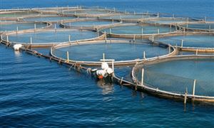 2023年水产养殖行业市场分析 水产养殖产业发展进入智能化时期