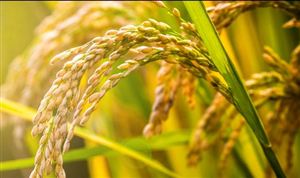 小秸秆“撑”起循环经济大产业 2023中国农业循环经济行业市场发展分析