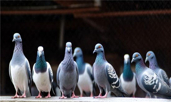 肉鸽养殖行业发展趋势及市场现状分析 肉鸽养殖产量和产值快速增长