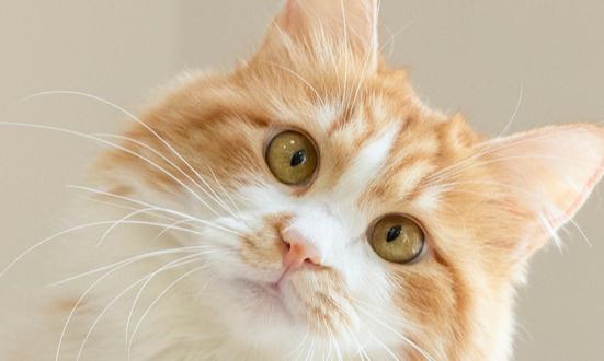 宠物罐头行业深度调研与发展趋势预测