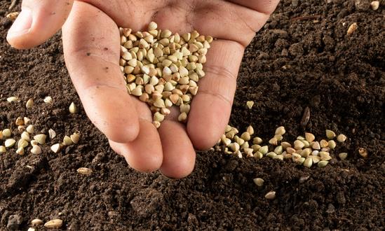 谷物种植行业产量 中国谷物种植行业消费需求分析