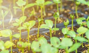 2023智能化设施农业行业发展前景:未来发展现代设施农业的计划