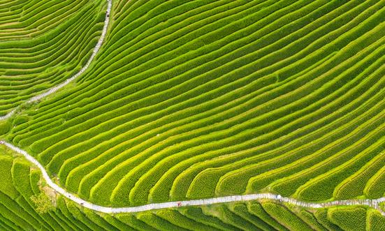 中国种植业行业市场需求分析 中国种植业市场投资现状