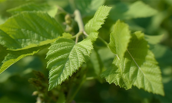 2023桑蚕养殖行业相关政策支持及前景分析