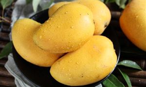 2023芒果行业市场价格分析 批发端呈现出“两端高，中间低”走势