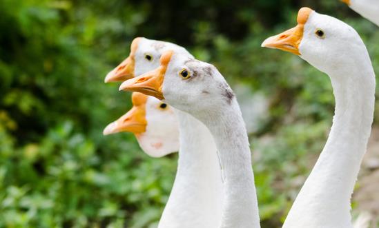 中国生态养殖行业发展模式 中国生态养殖行业发展前景分析