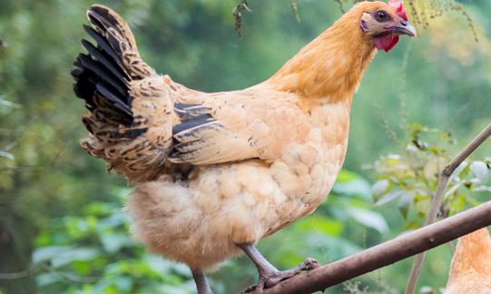 2023年家禽饲养行业发展现状分析：行业产业结构升级 粗放式散户将淘汰出局