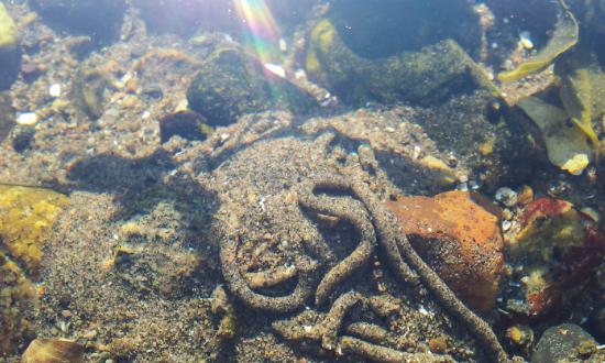 中国沙蚕养殖行业需求与投资发展预测