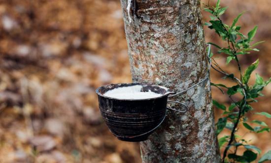 天然橡胶市场现状分析 7月全球天然橡胶产量增长2.1%