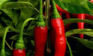 国内和国际辣椒种植行业竞争加剧 辣椒存量市场仍有发掘空间