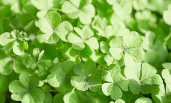 2023年苜蓿草市场发展现状分析 国产苜蓿草种植面积和产量显著增加