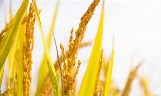 统计局：预计2023年全国早稻总产量同比增长0.8% 稻谷价格行情分析