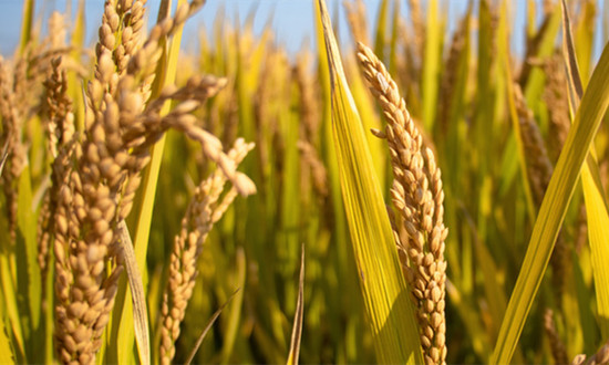 稻谷行业市场现状分析 2023年中国早稻总产量2833.7万吨