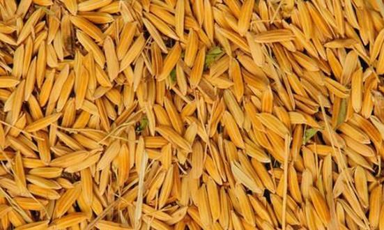 今年全国早稻总产量2833.7万吨 预计2023年全国早稻总产量同比增长0.8%