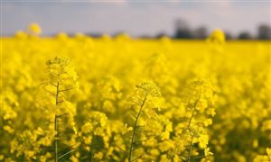 油菜育种获重大突破 油菜行业市场调研分析