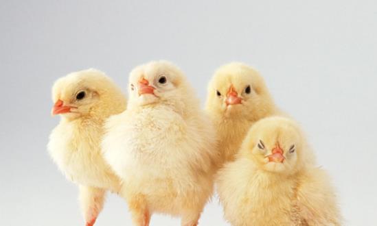 预计鸡周期将来临 肉鸡养殖市场前景分析