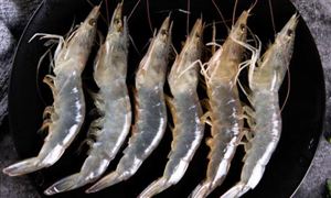 淡水养殖虾行业分析：2023年淡水养殖虾市场前景与现状