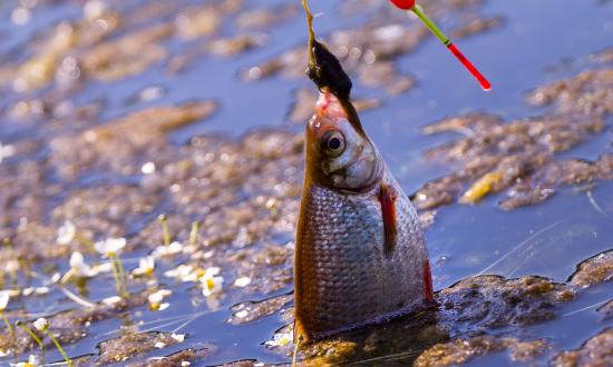 淡水鱼苗行业分析：2023年淡水鱼苗市场前景与现状