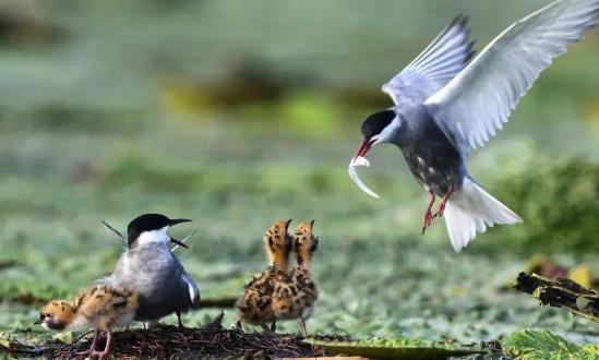 全球生物多样性框架基金正式启动 公募基金未来发力方向的进一步明确