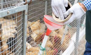 家禽养殖 已成为我国农村经济中 最活跃的增长点和主要支柱产业