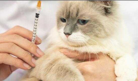 2023年宠物罐头行业发展现状分析 国内宠物食品竞争格局较分散