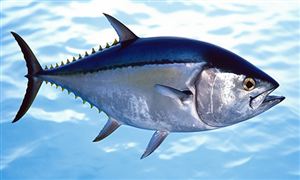 金枪鱼行业发展前景分析报告：日本金枪鱼价一夜暴跌24%