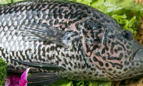 2023年石斑鱼行业发展前景分析 石斑鱼需求及行业发展分析