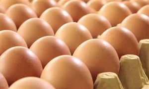 鸡蛋市场供需紧平衡格局仍将延续 后市鸡蛋价格预测
