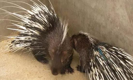 特种养殖逐渐规模化 2023特种养殖行业发展前景投资分析