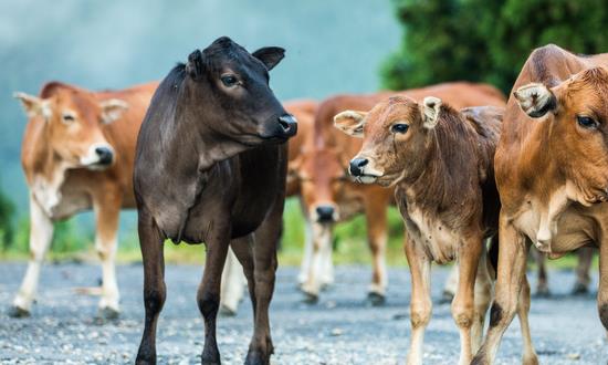牛冻精行业市场需求不断增加产量持续增长 牛冻精产业发展规划研究