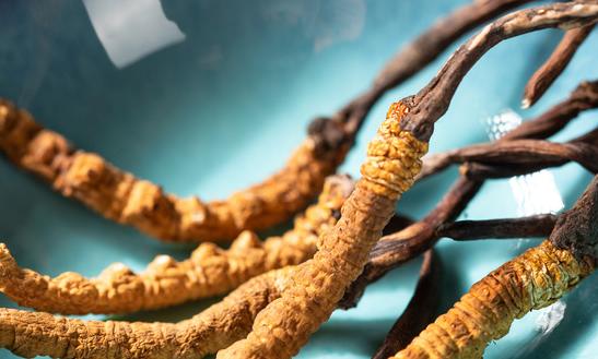 2023年中国野生冬虫夏草行业发展分析 销售规模有望突破200亿元