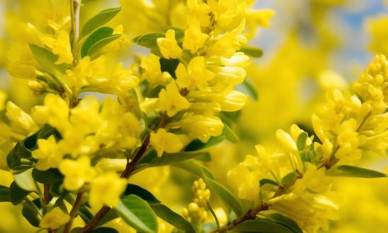 2023年中国连翘行业发展现状分析：未来几年价格将趋于平稳