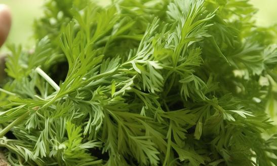 我国艾灸产业市场规模突破700亿元！中国艾草行业市场环境分析2023