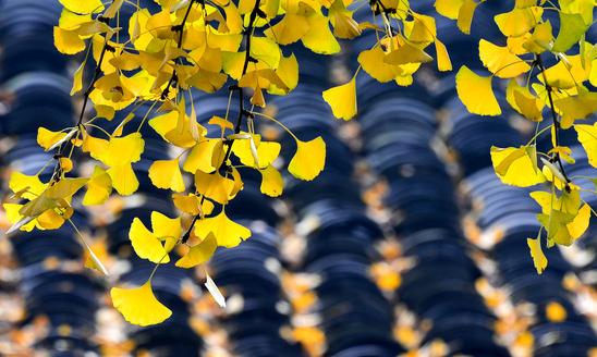 银杏叶提取物市场需求巨大 2023年中国银杏叶提取物行业发展分析