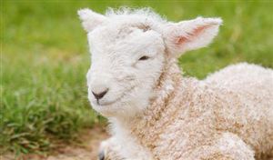 2023年中国羊绒市场发展现状分析 预计未来羊绒消费需求将持续增长