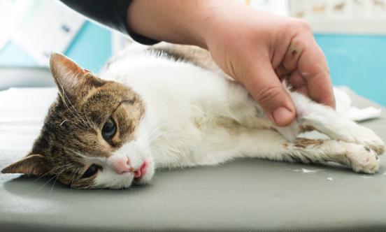 2023中兽药市场未来发展方向及趋势分析