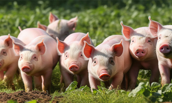 2023生猪养殖屠宰行业分析 政策上推动屠宰企业规模化、规范化发展