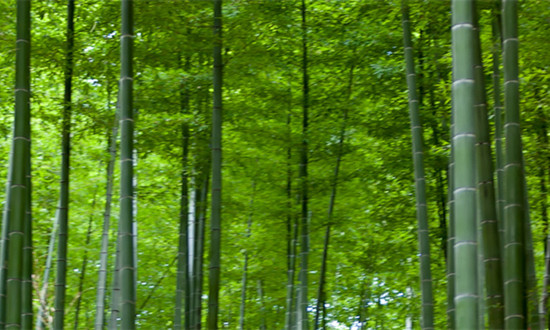 竹业市场规模预测 2035年我国竹产业产值将超1万亿元